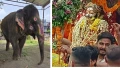 भगवान महाकाल की सेवा का एक दशक पूरा करेगा श्यामू हाथी, सवारी वाले दिन रखेगा उपवास
