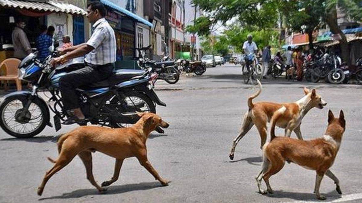 आवारा कुत्तों के आतंक से मंडला के चिरईडोगरी में दहशत, सुरक्षा के लिए स्कूल और आंगनबाड़ी बंद