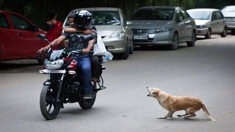 kickbike dog