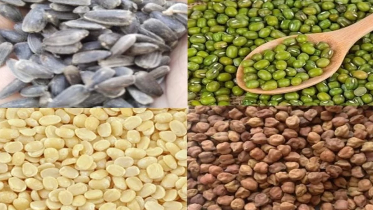 Anaj Mandi Bhav: बरसात ज्यादा होने से तुवर की फसल को नुकसान, चना और मसूर के भाव में आई तेजी