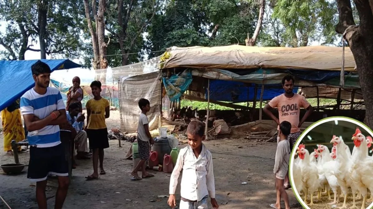 UP में अमानवीयता की हदें पार... बदला लेने के लिए 400 मुर्गियों की ले ली जान, ऐसे मचाया कत्लेआम