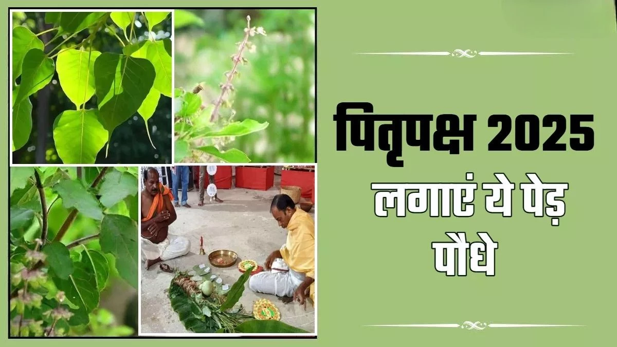 Pitru Paksha 2025: पितरों की कृपा के लिए जरूर लगाएं ये पेड़-पौधे, पूर्वजों का मिलेगा आशीर्वाद