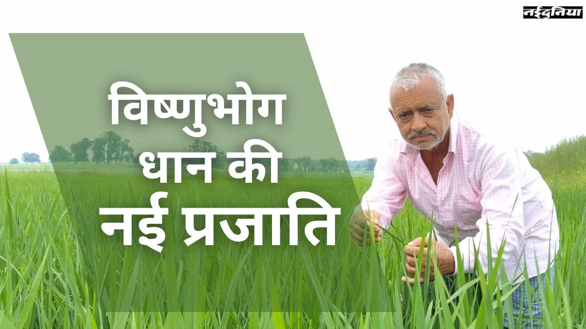 छत्तीसगढ़ के किसान ने विकसित की विष्णुभोग धान की नई प्रजाति, जानिए क्या है इसकी विशेषता