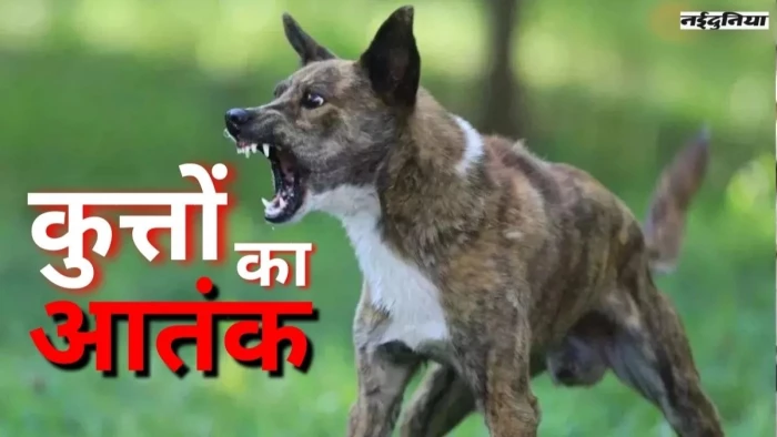 मध्य प्रदेश में कुत्तों का आतंक जारी... सिवनी में 13 साल की बच्ची को किया घायल, मौके पर ही मौत