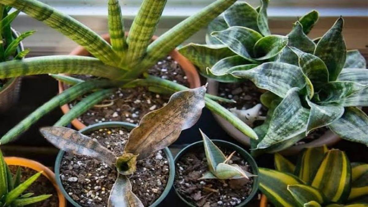 Unlucky Plants: गलती से अपने घर में न रखें ये पौधे, खत्म हो जाएगी सुख-समृद्धि