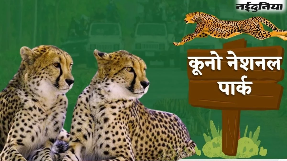 Kuno National Park: अब चीतों को घूमने के लिए मिलेगा बड़ा जंगल, MP सरकार ने खाली कराए 11 गांव