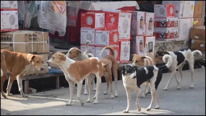 भोपाल में बनेगा प्रदेश का पहला डॉग शेल्टर होम, एक साथ 1000 आवारा कुत्तों को मिलेगा स्थायी ठिकाना