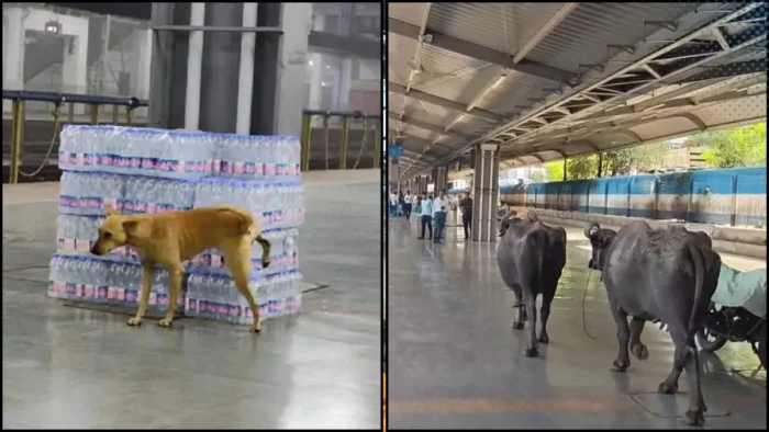 450 करोड़ का हाईटेक रेलवे स्टेशन बना मवेशियों का ठिकाना, रानी कमलापति स्टेशन पर बेखौफ घूमती दिखीं भैंसें
