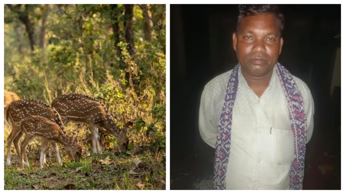 आज ही बनी है चीतल की सब्जी... बिलासपुर में मासूम की बात ने खोला शिकार का राज, कड़ाही में पक रहा था मांस
