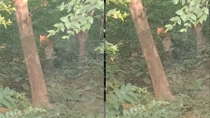 कटनी में सड़क किनारे बैठा दिखा तेंदुआ, इलाके में फैल गई दहशत, वन विभाग ने जारी किया अलर्ट