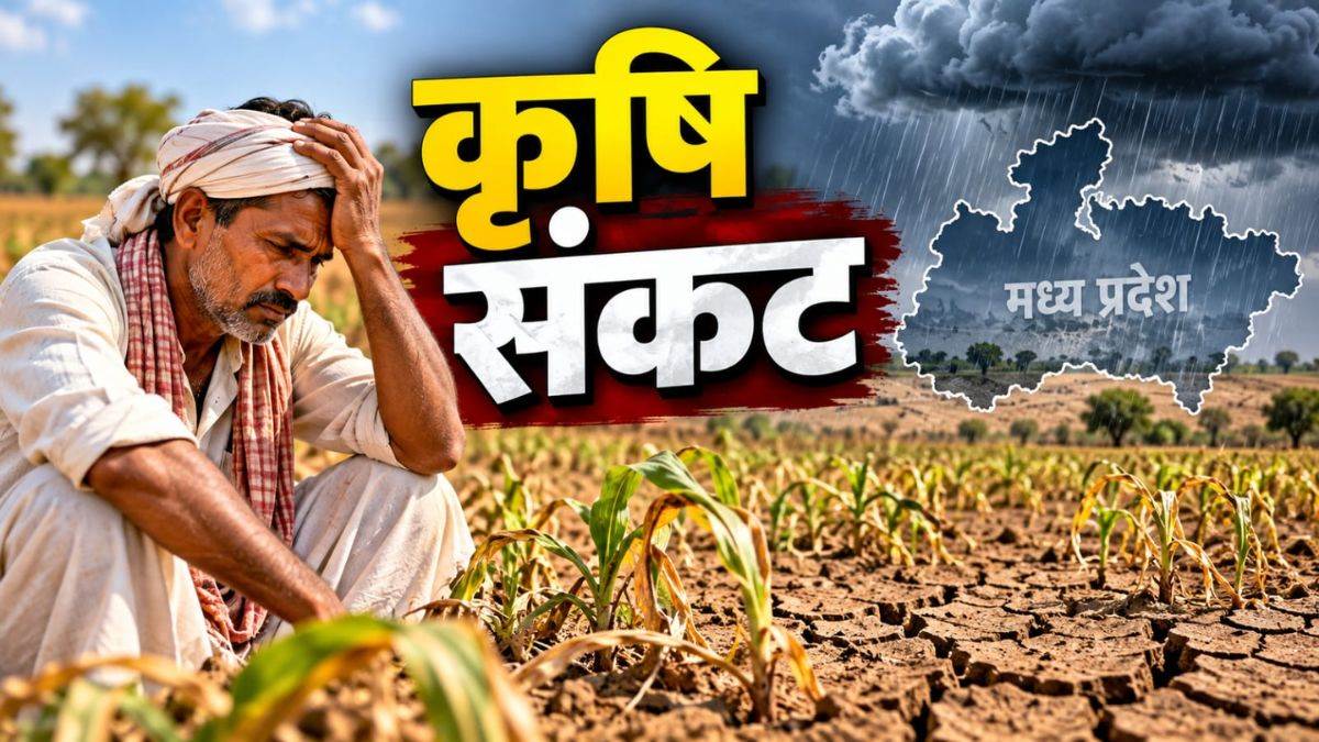 कमजोर मानसून से एमपी में गहराया कृषि संकट, फसलों का उत्पादन 4 लाख टन घटने के आसार, 30 जिलों में सामान्य से कम बारिश