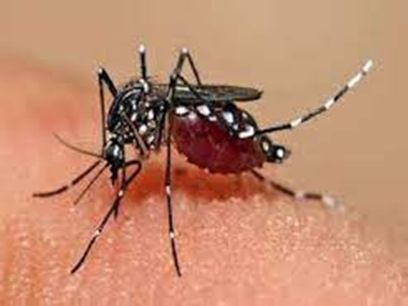 Dengue in indore:  अस्पतालों में पहुंच रहे मरीज, लेकिन आंकड़ों में हो गए कम