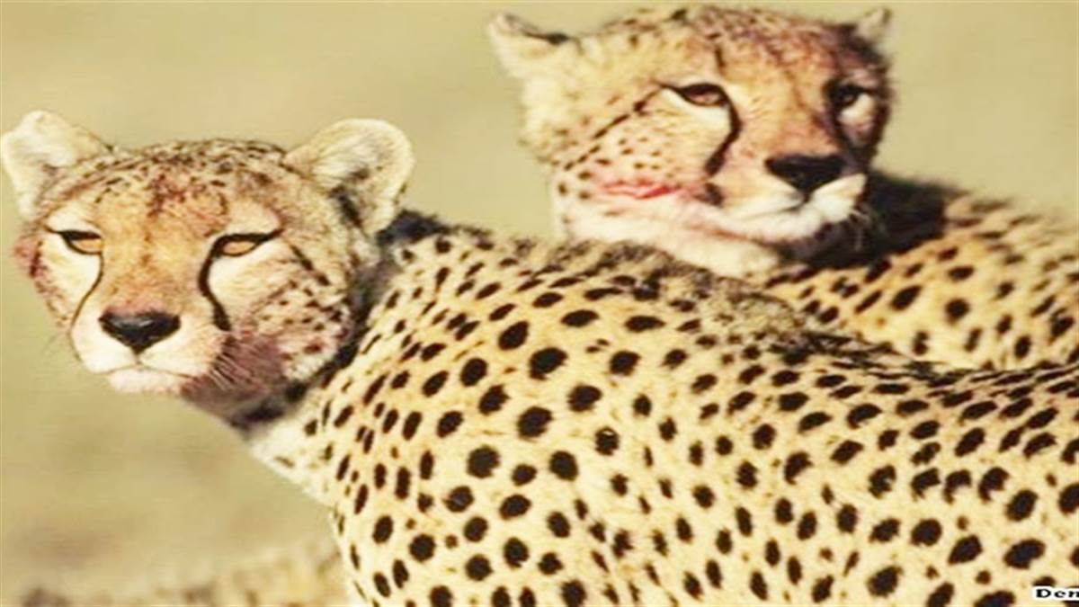 Cheetah in MP: कूनो नेशनल पार्क के बड़े बाड़े में मादा चीता सयाया और सबाना ने किया शिकार