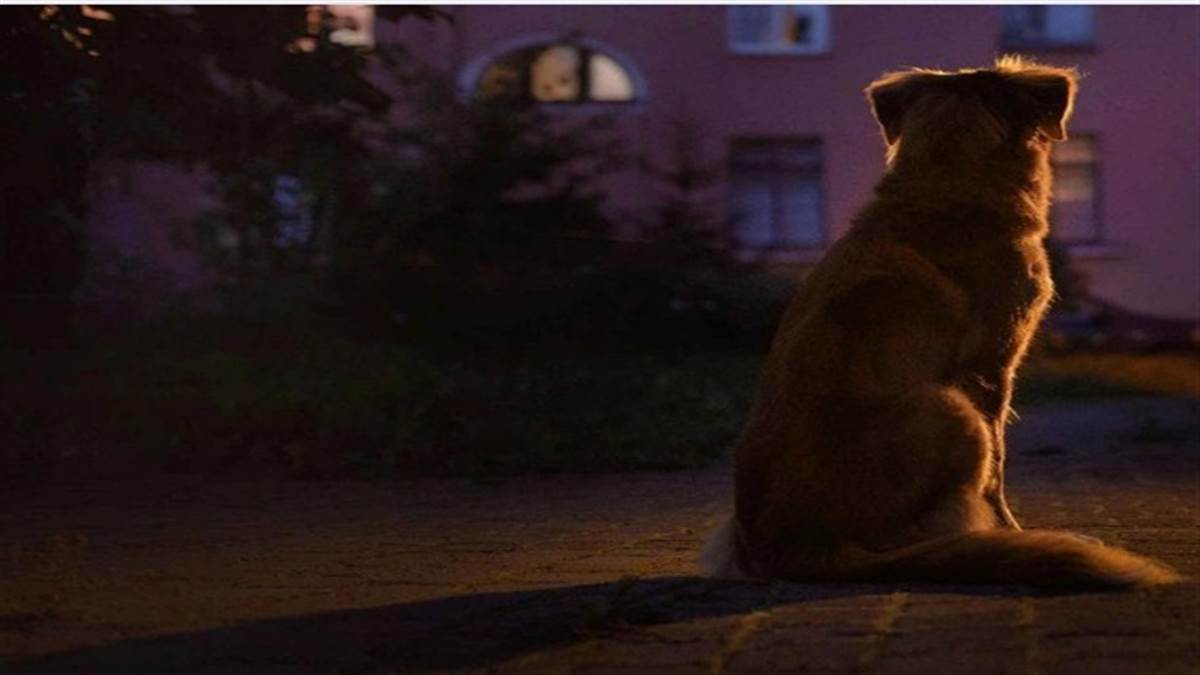 क्या आपके घर के बाहर गली-मोहल्ले में रात को रोते हैं कुत्ते, क्‍या है इसका संकेत