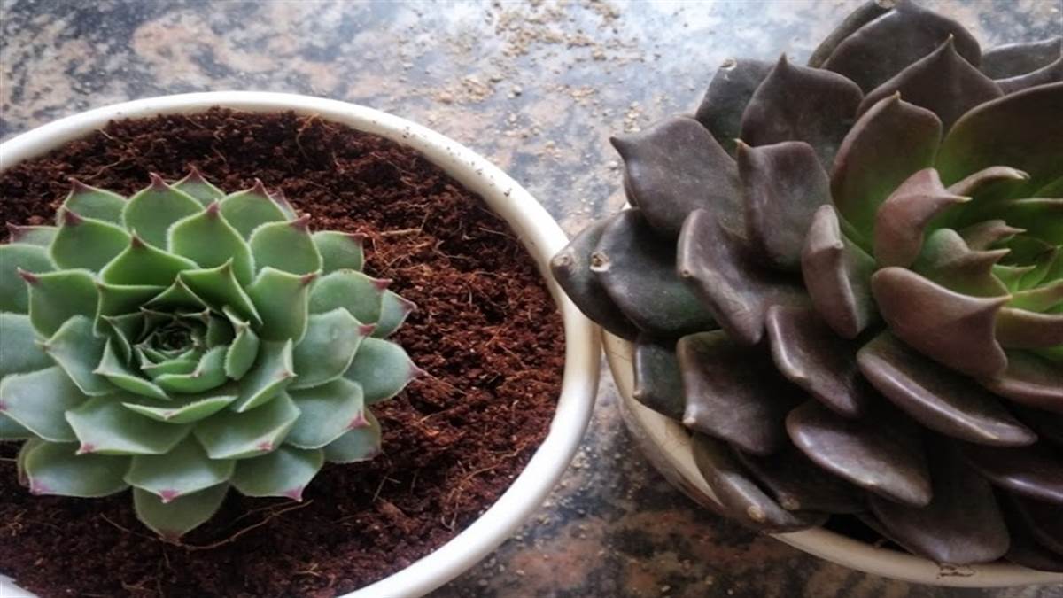 Which Artificial Plant Is Good For Home Vastu