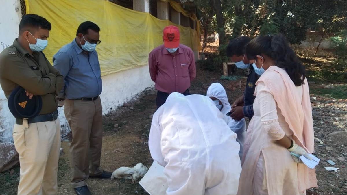 छत्तीसगढ़ में बर्ड फ्लू की आशंका से हड़कंप: तीन दिन में अब तक 3700 से मुर्गियों की मौत स्वास्थ्य विभाग अलर्ट - Fear of bird flu stirred in Chhattisgarh 3700 chickens died