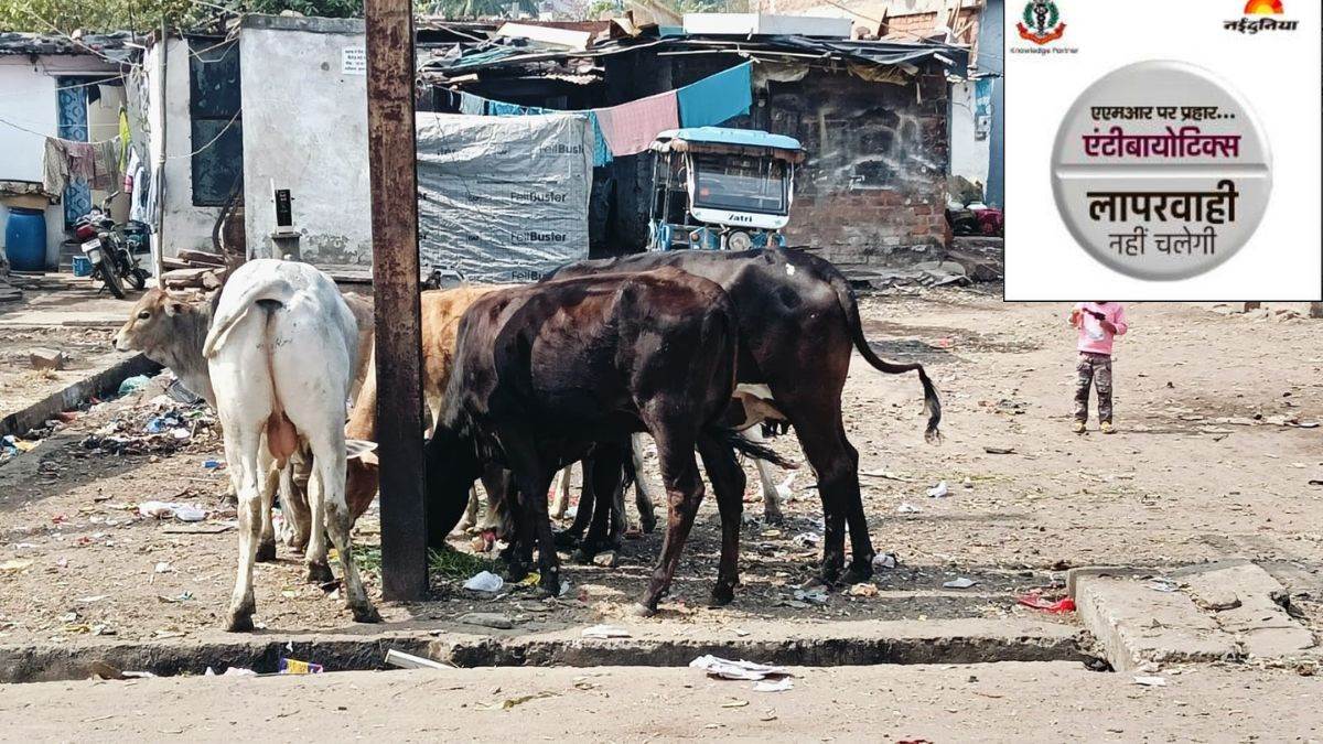 भोपाल में फसलों और पशुओं पर एंटीबायोटिक्स का छिड़काव, इंसानों में 'रेजिस्टेंस' का बढ़ा खतरा