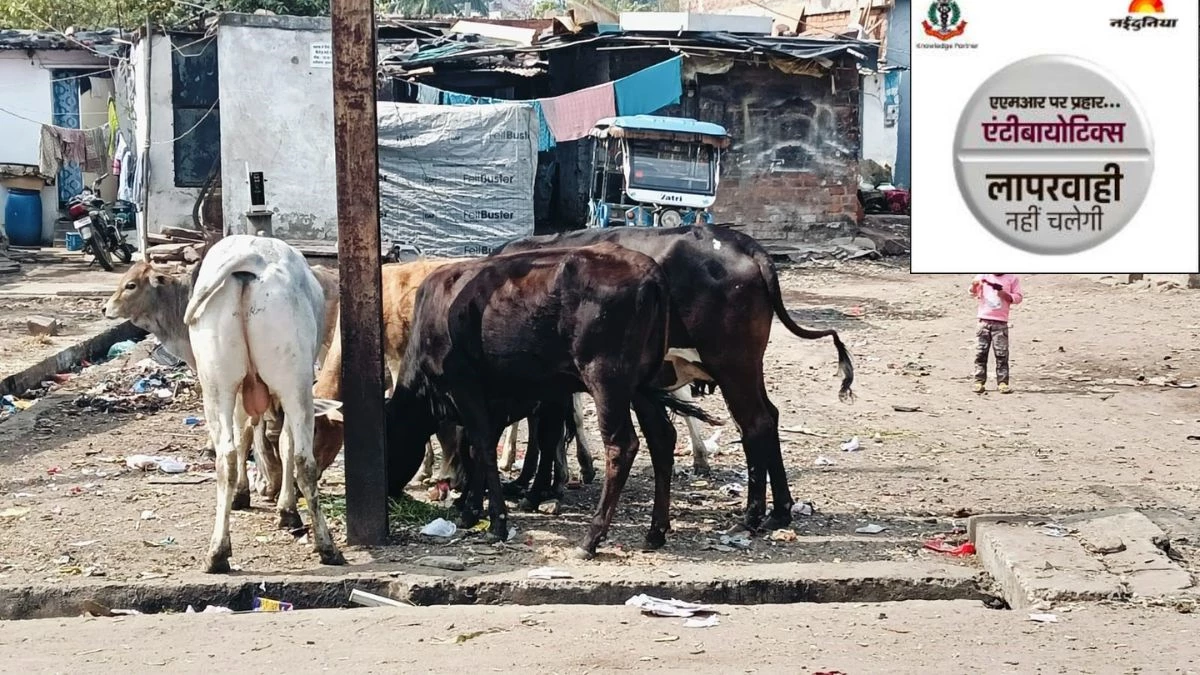भोपाल में फसलों और पशुओं पर एंटीबायोटिक्स का छिड़काव, इंसानों में 'रेजिस्टेंस' का बढ़ा खतरा