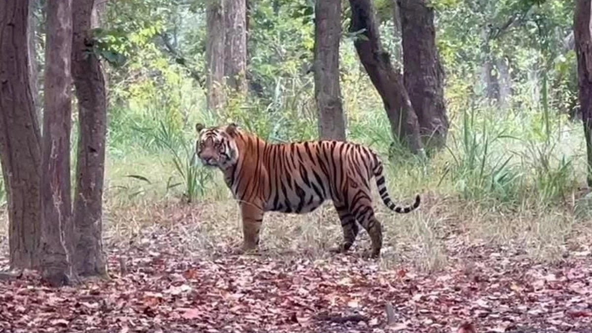 मप्र सरकार की नई पहल... बाघ, चीता और हाथी 'मित्रों' की होगी नियुक्ति; बेहतर काम पर बनेंगे वन रक्षक