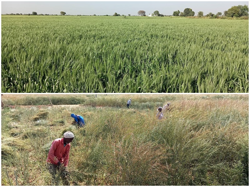 Madhya pradesh weather: समय से पहले गर्म हुए मौसम से सरसों में चमक, लेकिन गेहूं कमजोर