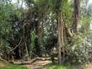 Banyan trees giving more oxygen are also not safe, need protection