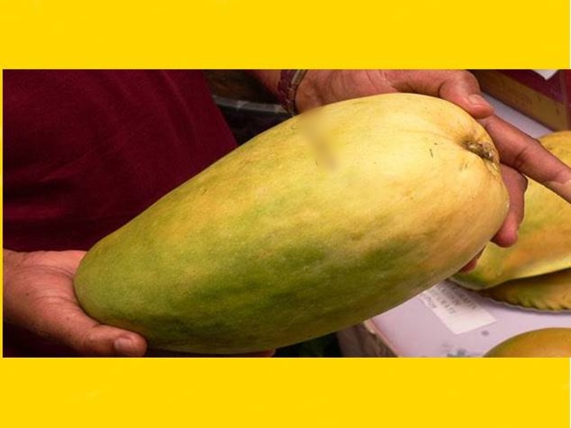 Noor Jahan mango is found in this district of Madhya Pradesh you will ...