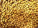 Bhopal News: Trader was selling soyabean from Rajasthan to farmers in the name of seeds at high price, Agriculture officer made Panchnama