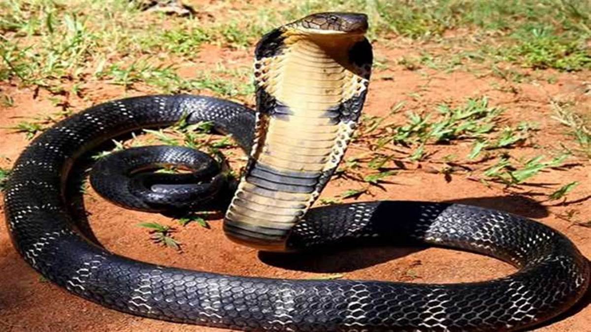 Cobra Poison Benefit