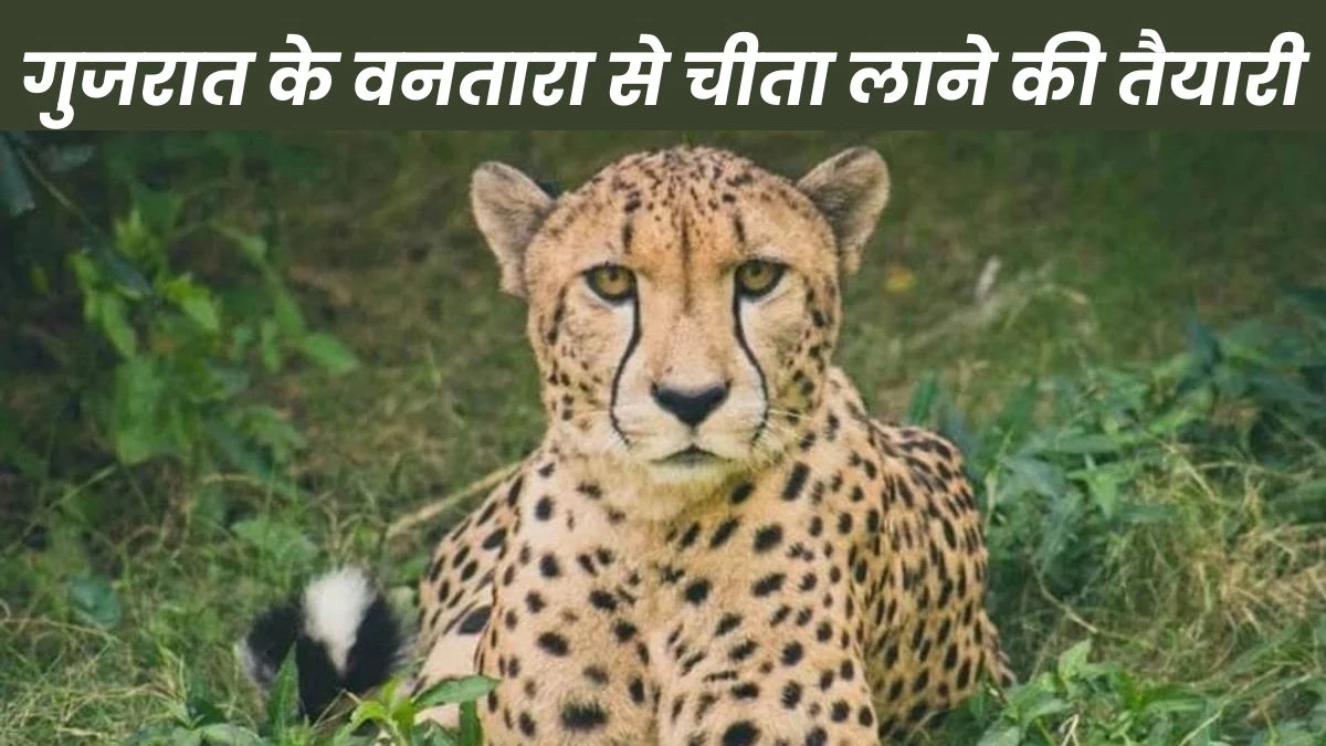 Cheetah in Ujjain: अब उज्जैन में फर्राटा भरेंगे चीते, 300 करोड़ रुपये में बनाया जाएगा चिड़‍ियाघर