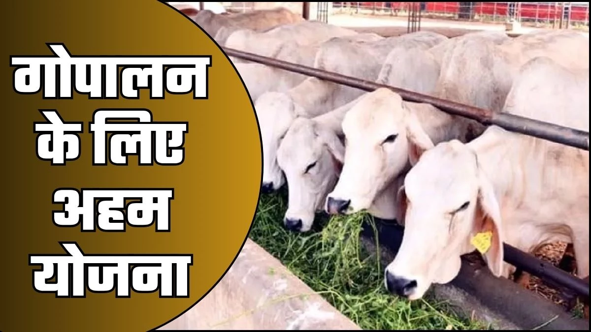 Govt Scheme: गाय पालने के लिए सरकार दे रही है 42 लाख का लोन! आवेदन करने से पहले जान लें ये जरूरी शर्तें