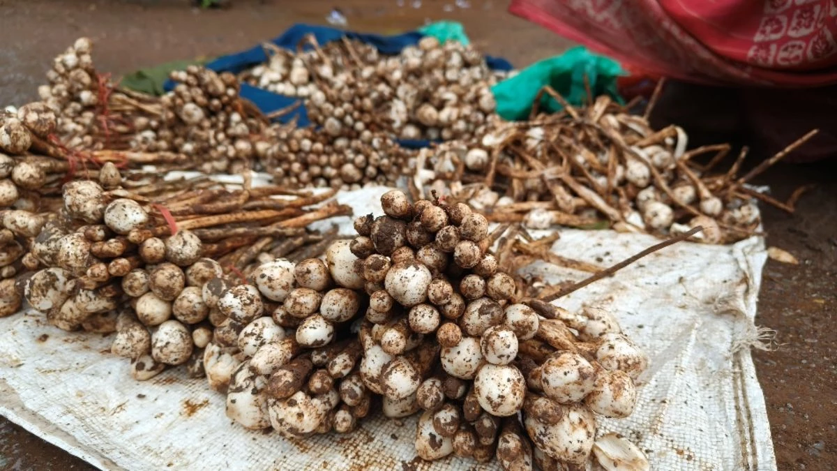 छत्तीसगढ़ में बारिश के मौसम में सब्जियों की कीमतों ने तोड़े सभी रिकॉर्ड, पुटू बनी सबसे महंगी सब्जी