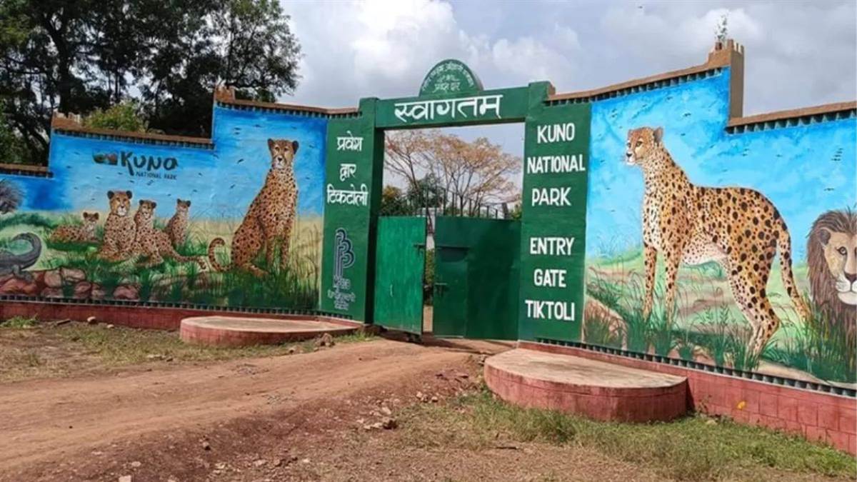 कूनो की सीमा लांघ ग्वालियर पहुंचे बोत्सवाना के चीते, पनिहार के जंगलों में मादा चीता 'सीसीबी-3' का डेरा