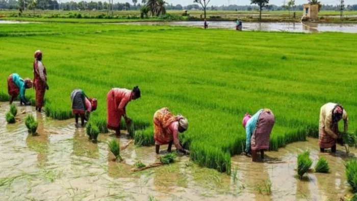 छत्तीसगढ़ में गिरदावरी का नया नियम: फसल बदलने पर खेत की फोटो अपलोड करना अनिवार्य, सात स्तरों पर जांच