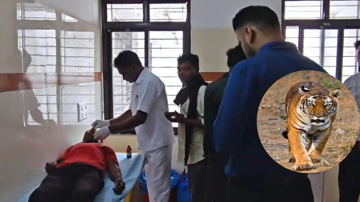 बालाघाट में बाघ के हमले से युवक घायल, दो जान बचाकर भागे, वन विभाग ने की जंगल न जाने की अपील