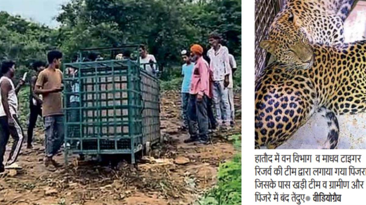 ग्रामीणों की तरकीब आई काम... चंदे से खरीदे बकरे का शिकार करने आए दो तेंदुए पिंजरे में कैद