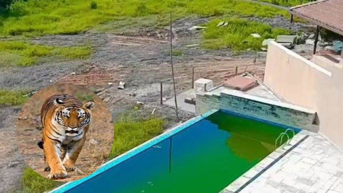 मप्र में बाघ काॅरिडोर के पास तीसरे कोल ब्लाॅक को खनन की स्वीकृति