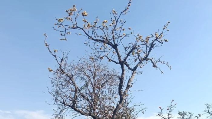 विकास में आड़े आया मप्र का एकमात्र बचा पीले पलाश का वृक्ष, बचाने में जुटे विज्ञानी