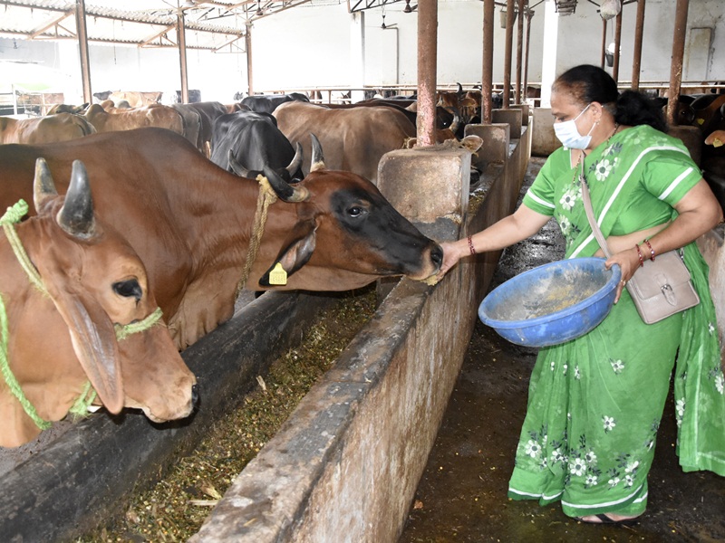 गौशाला में गायों की सेवा