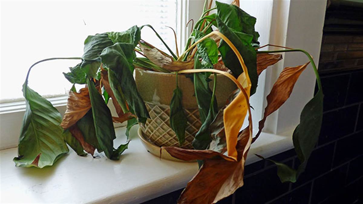 Unlucky Plants at Home: घर में भूलकर भी न लगाएं ये पौधे, जानें क्या कहते है वास्तु नियम - Unlucky Plants at Home Do not forget to plant these plants at home