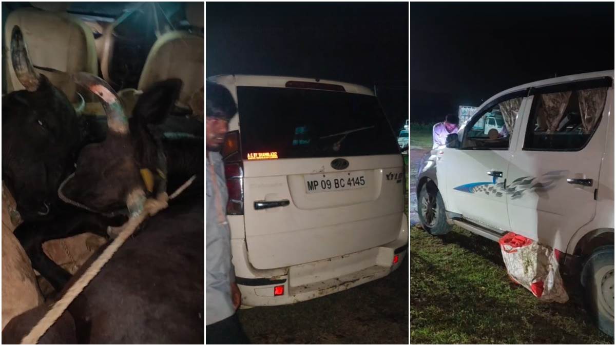बड़वानी में चार गायों को कार में ठूंसकर ले जा रहे आरोपियों को बस ड्राइवर ने सामने गाड़ी अड़ाकर रोका, एक आरोपी भागा