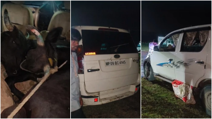 बड़वानी में चार गायों को कार में ठूंसकर ले जा रहे आरोपियों को बस ड्राइवर ने सामने गाड़ी अड़ाकर रोका, एक आरोपी भागा