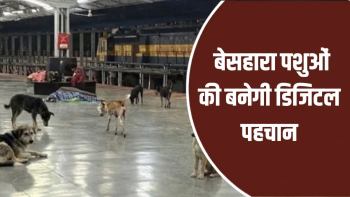 छत्तीसगढ़ में आवारा कुत्तों और बेसहारा पशुओं की तैयार होगी डिजिटल कुंडली, नसबंदी-टीकाकरण की होगी ट्रैकिंग