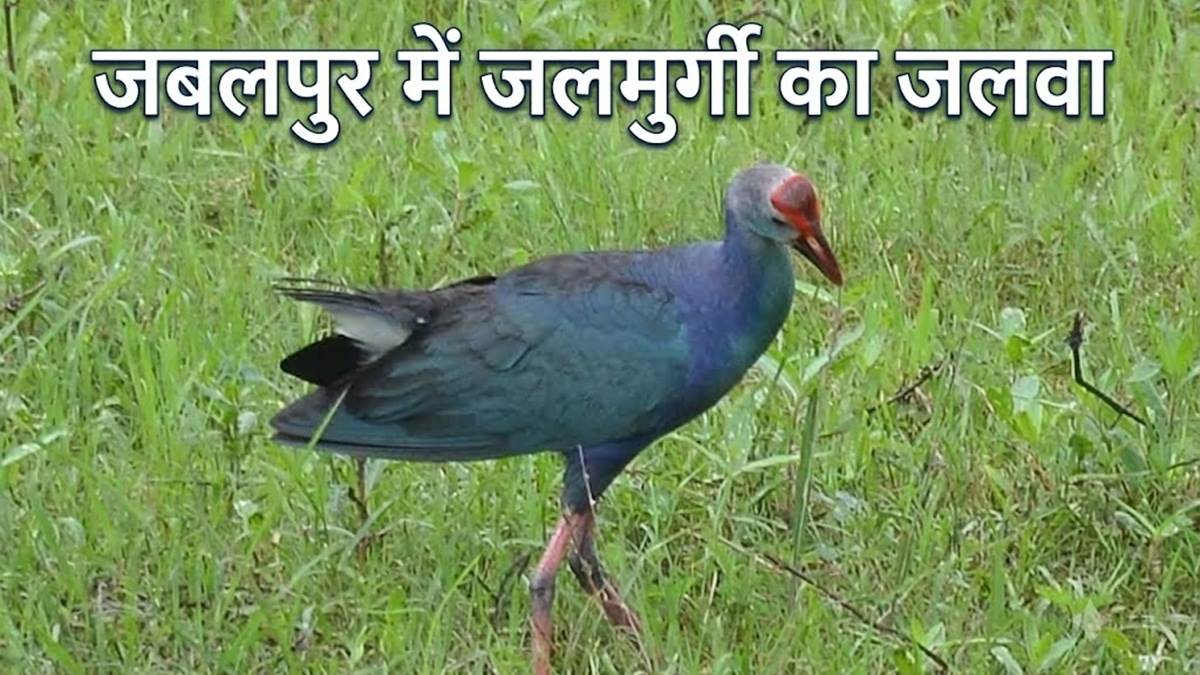 जबलपुर के तालाब में दिखी रंग-बिरंगी जलमुर्गी, विशेषज्ञों से जानें क्‍यों है यह जैव विविधता का खूबसूरत उदाहरण