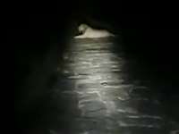 Gujarat Gir Lion Video: बाइक से घर लौट रहा था फोरेस्ट गार्ड, रास्ते में मिल गया शेर, देखिए फिर क्या हुआ