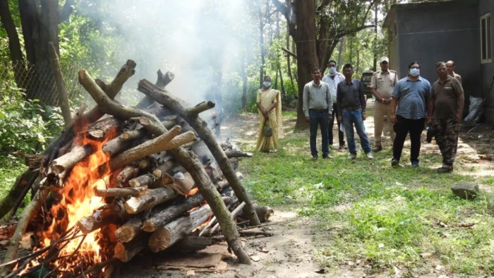 सीडीवी वायरस से मंडला के कान्हा में आठवीं बाघिन की उपचार के दौरान मौत