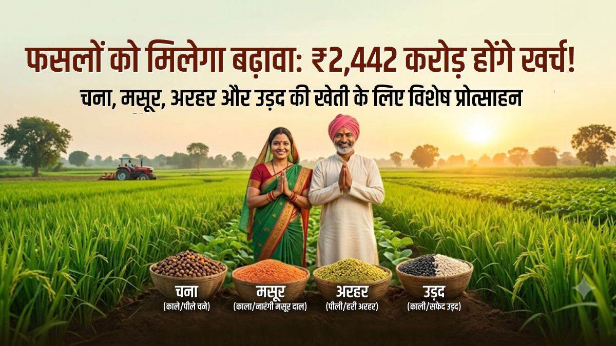 चना, मसूर, अरहर और उड़द जैसी फसलों को मध्य प्रदेश सरकार देगी बढ़ावा, 55 नई दाल मिलें होंगी स्थापित, 2442 करोड़ होंगे खर्च
