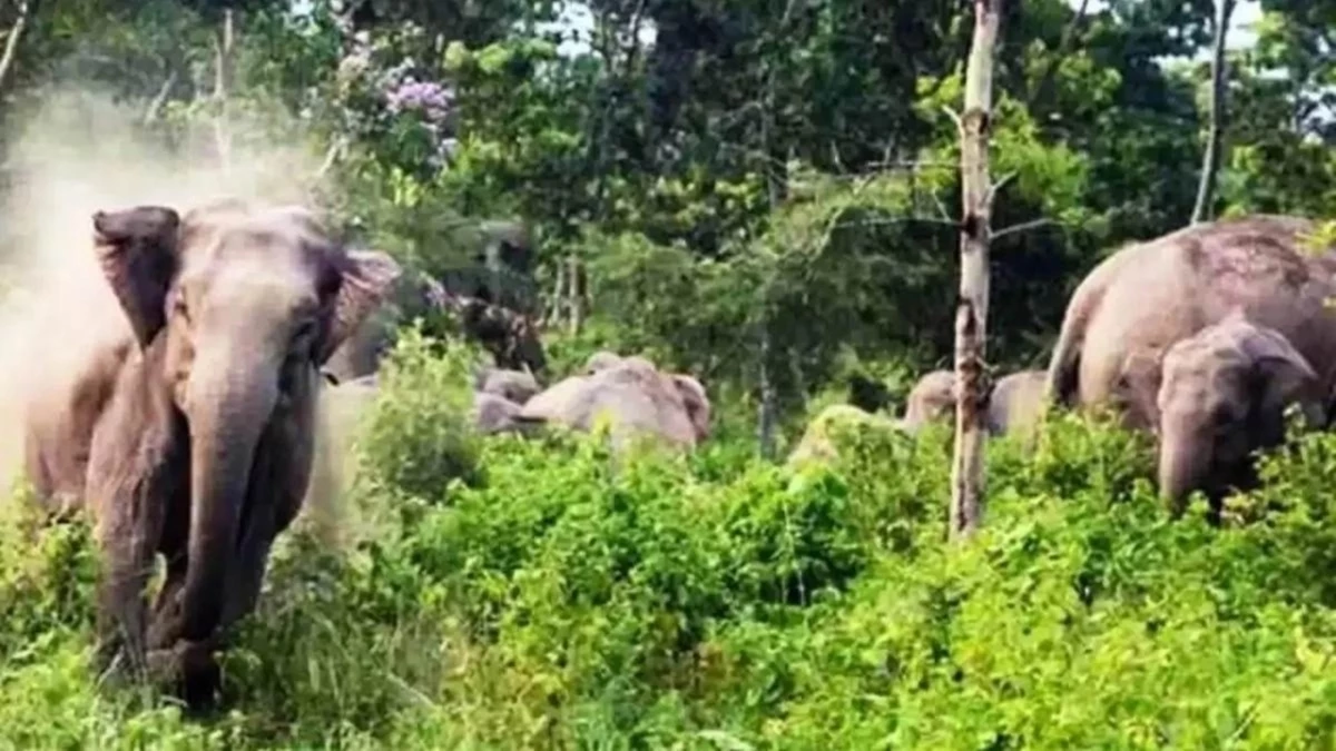 संजय टाइगर रिजर्व में 18 हाथियों की  24 घंटे निगरानी कर रहा दल ... बास के हरे पत्ते पसंद आ रहे, महुआ की खुशबू अपनी ओर खींचती