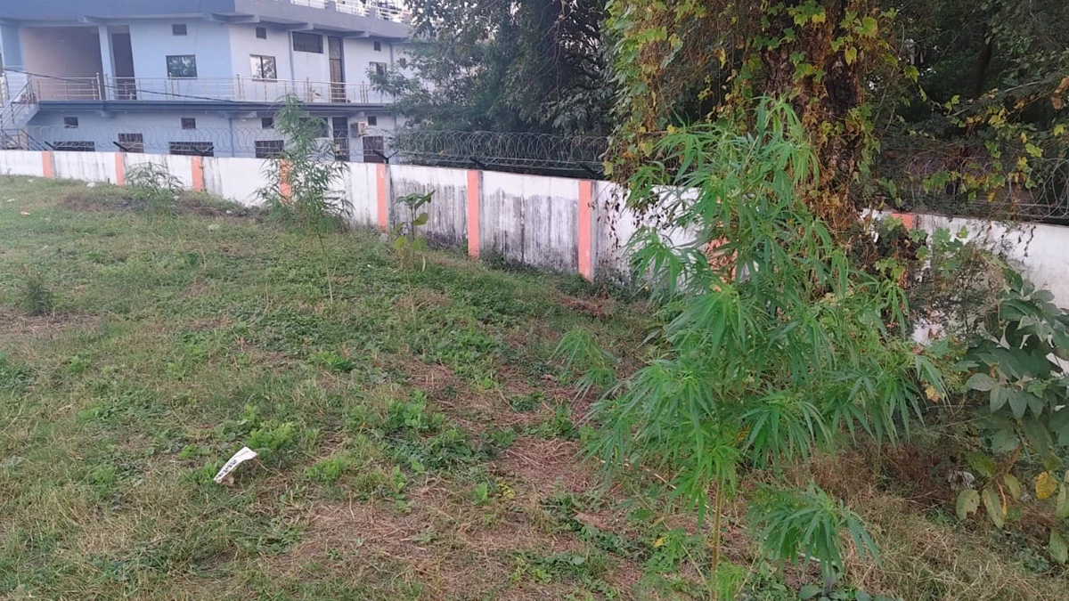 सतना में 8.18 करोड़ की लागत से तैयार हुआ था तालाब परिसर, अब इसमें लहलहा रहे गांजे के पौधे