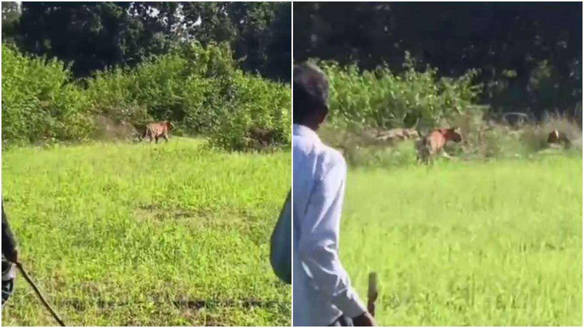उमरिया में बांधवगढ़ टाइगर रिजर्व के करीब पनपथा में दो बाघों से दहशत, शिकार के लिए गांव में घुस आए