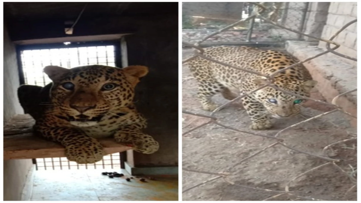 सिर में धंसे थे 35-40 छर्रे, आंखों की रोशनी खत्म हो चुकी थी, अंधे तेंदुए ‘इंदर’ की अद्भुत कहानी